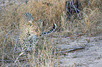 walking Leopard