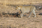 walking Leopard