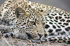 lying Leopard