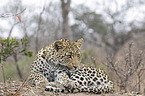 lying Leopard