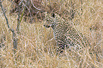 sitting Leopard