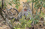 Leopard with prey