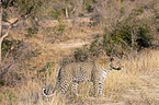 standing Leopard