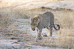 walking Leopard