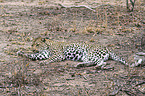 lying Leopard