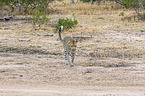 walking Leopard