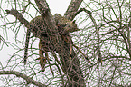 Leopard with prey