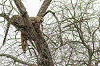 Leopard with prey