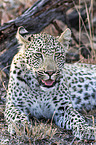 lying Leopard