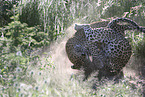 Leopards