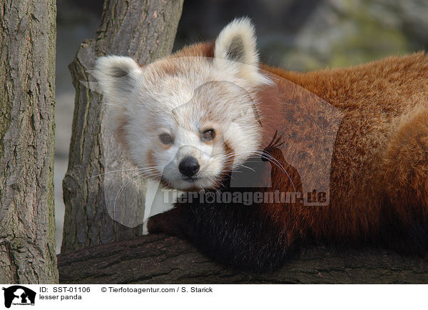 lesser panda / SST-01106