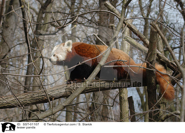 lesser panda / SST-01107