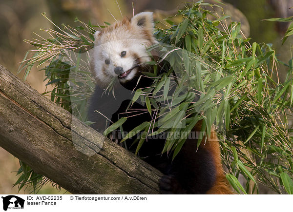 Kleiner Panda / lesser Panda / AVD-02235