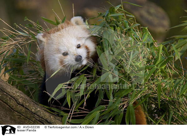 Kleiner Panda / lesser Panda / AVD-02236