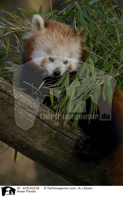 Kleiner Panda / lesser Panda / AVD-02238