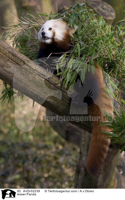 Kleiner Panda / lesser Panda / AVD-02239