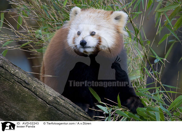 Kleiner Panda / lesser Panda / AVD-02243