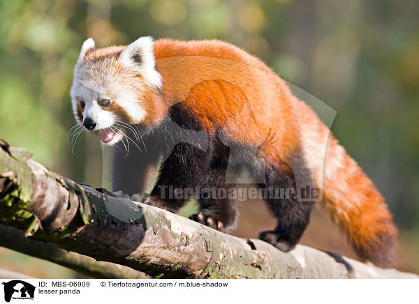 Kleiner Panda / lesser panda / MBS-06909