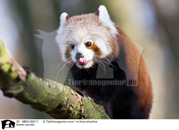 Kleiner Panda / lesser panda / MBS-06911