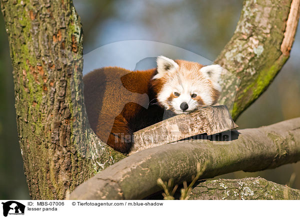 Kleiner Panda / lesser panda / MBS-07006