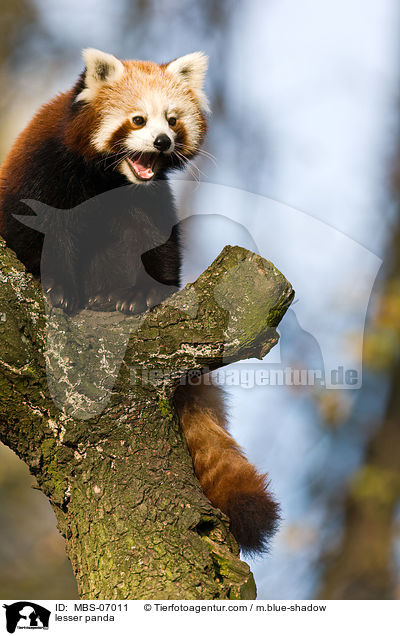 Kleiner Panda / lesser panda / MBS-07011