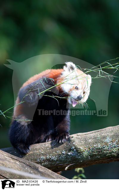 lesser red panda / MAZ-03426