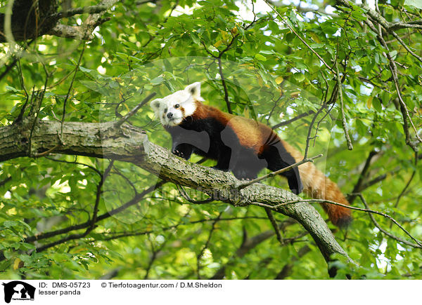 lesser panda / DMS-05723