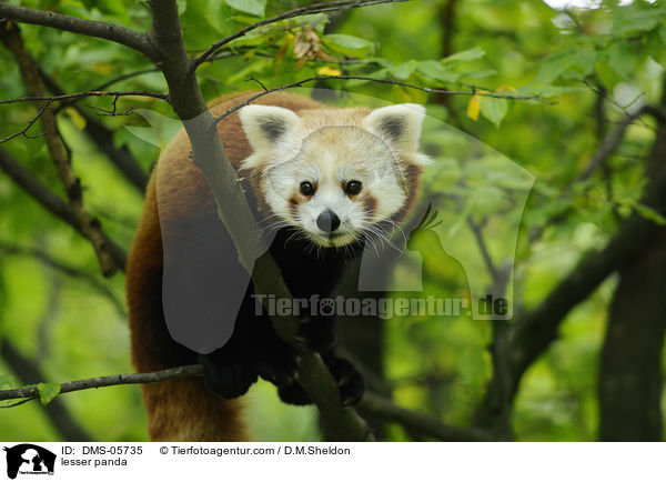 Kleiner Panda / lesser panda / DMS-05735