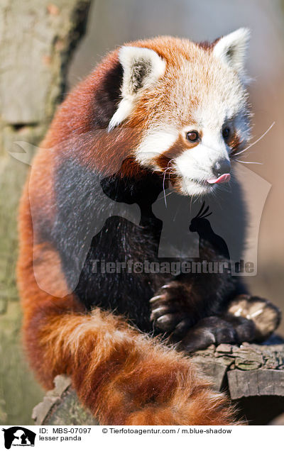 Kleiner Panda / lesser panda / MBS-07097