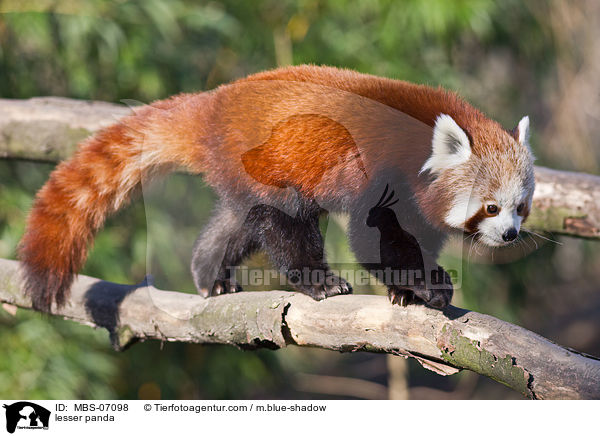Kleiner Panda / lesser panda / MBS-07098