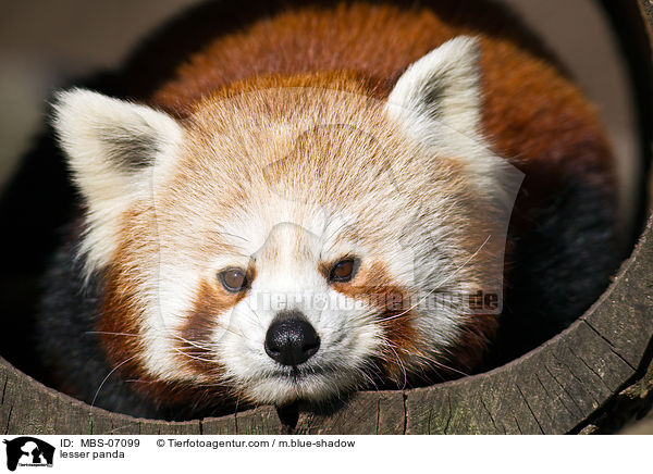 Kleiner Panda / lesser panda / MBS-07099