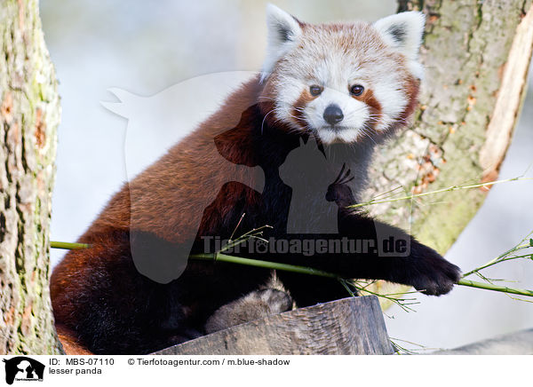 lesser panda / MBS-07110