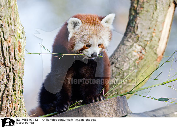 Kleiner Panda / lesser panda / MBS-07112