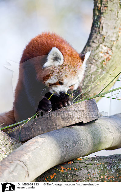 Kleiner Panda / lesser panda / MBS-07113