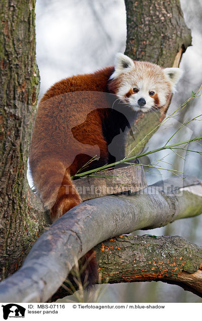 Kleiner Panda / lesser panda / MBS-07116