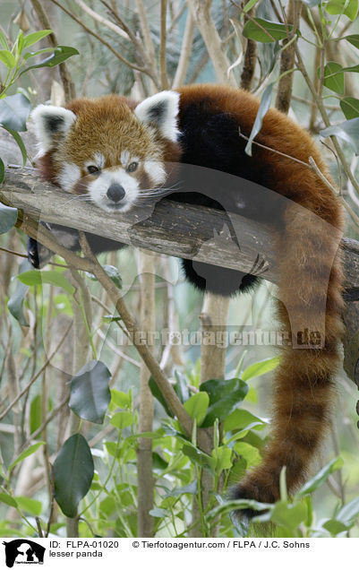 lesser panda / FLPA-01020