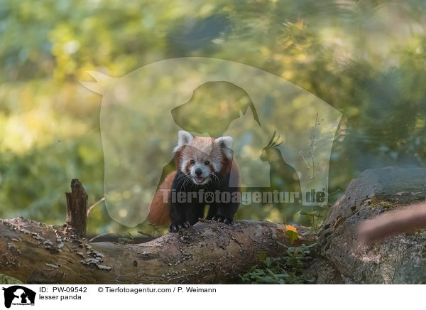 lesser panda / PW-09542