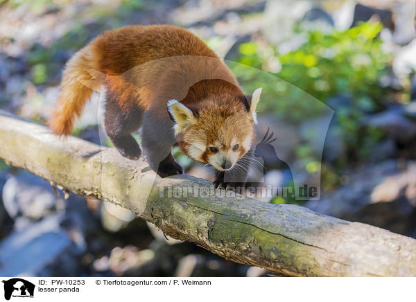 lesser panda / PW-10253