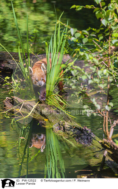 Lesser Panda / PW-12522