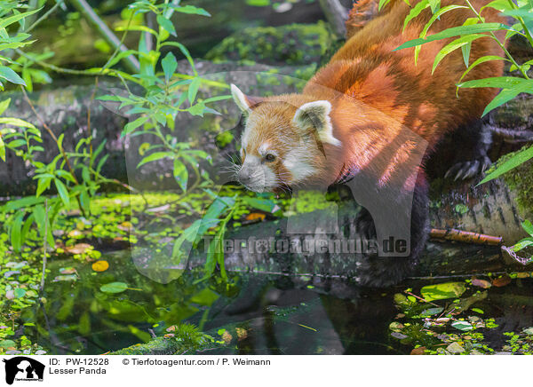 Lesser Panda / PW-12528