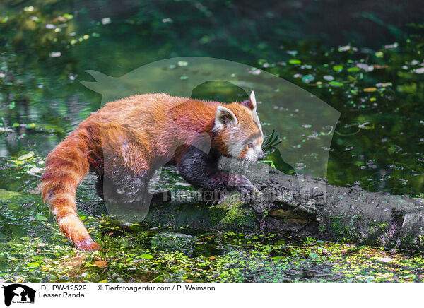 Lesser Panda / PW-12529