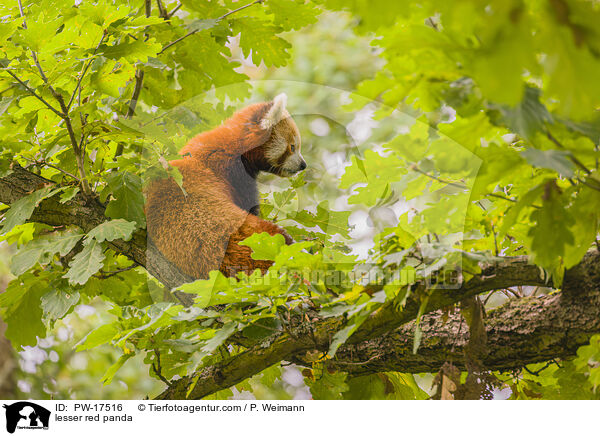 lesser red panda / PW-17516