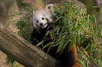 lesser Panda