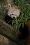 lesser Panda