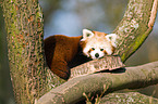 lesser panda