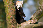 lesser panda