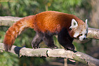 lesser panda