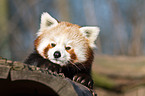 lesser panda