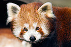 lesser panda
