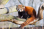 lesser panda